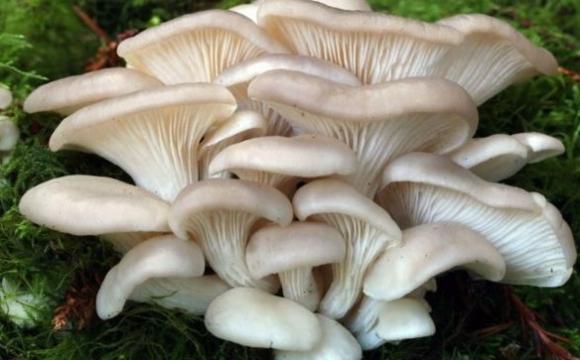 Фото - Вешенки грибы вареные